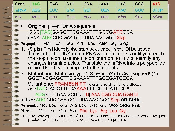 Gene TAC m. RNA AUG A. A. MET • GAG CTT CGA AAT TTG