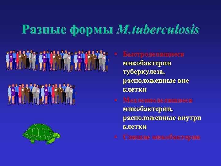 Разные формы M. tuberculosis • Быстроделящиеся микобактерии туберкулеза, расположенные вне клетки • Медленноделящиеся микобактерии,