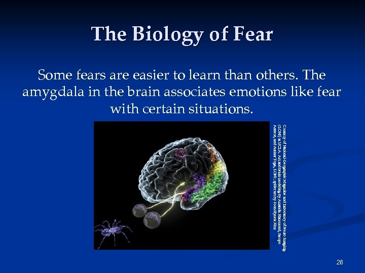 The Biology of Fear Some fears are easier to learn than others. The amygdala