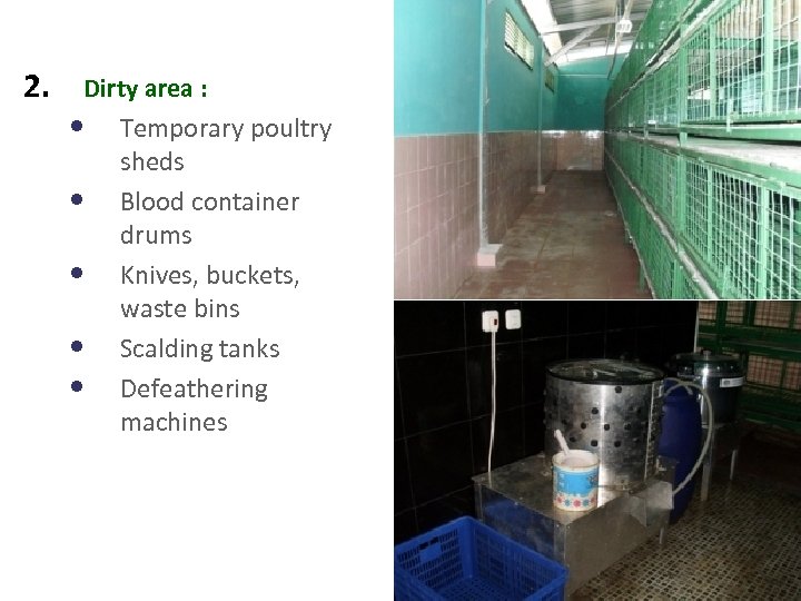 2. Dirty area : • Temporary poultry sheds • Blood container drums • Knives,