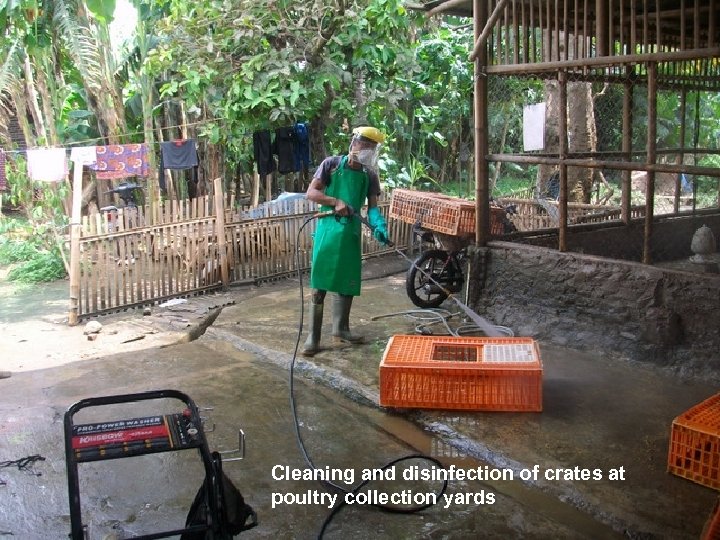 Cleaning and disinfection of crates at poultry collection yards 