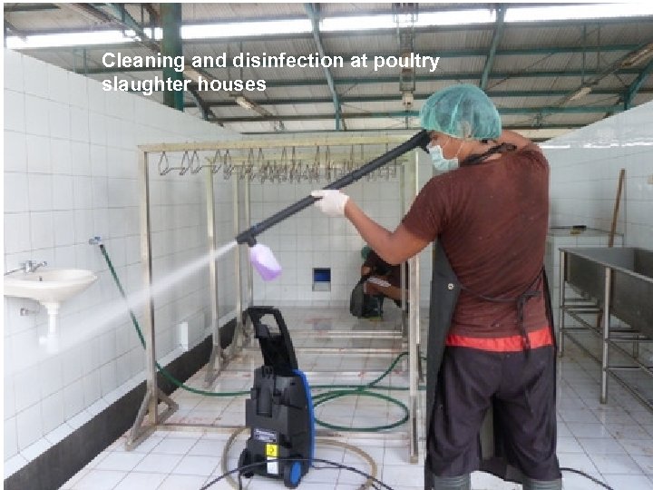 Cleaning and disinfection at poultry slaughter houses 
