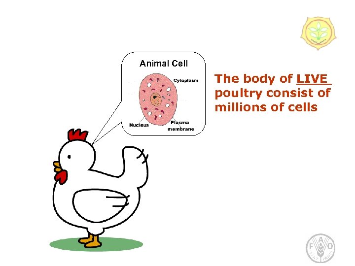 Animal Cell The body of LIVE poultry consist of millions of cells 