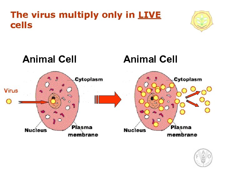 The virus multiply only in LIVE cells Animal Cell Virus Animal Cell 