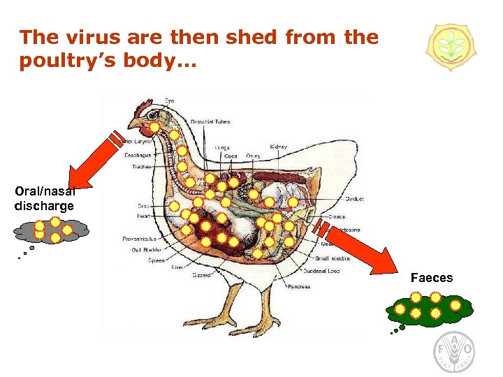 The virus are then shed from the poultry’s body. . . Oral/nasal discharge Faeces
