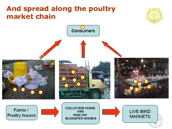 And spread along the poultry market chain Consumers Farms / Poultry houses COLLECTION YARDS