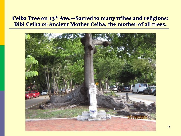 Ceiba Tree on 13 th Ave. —Sacred to many tribes and religions: Bibi Ceiba