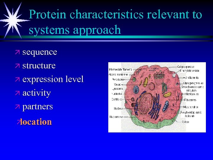 Protein characteristics relevant to systems approach ä sequence ä structure ä expression level ä