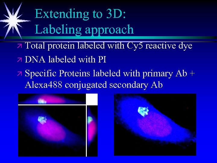Extending to 3 D: Labeling approach ä Total protein labeled with Cy 5 reactive