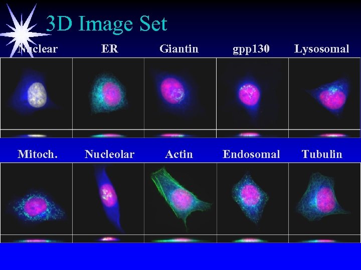 3 D Image Set Nuclear ER Giantin gpp 130 Lysosomal Mitoch. Nucleolar Actin Endosomal