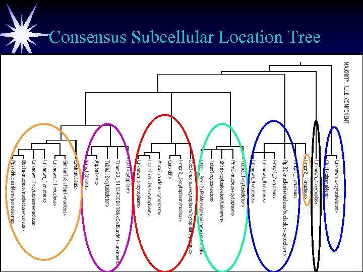 Consensus Subcellular Location Tree 