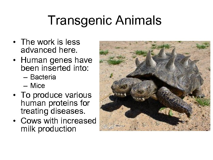 Transgenic Animals • The work is less advanced here. • Human genes have been
