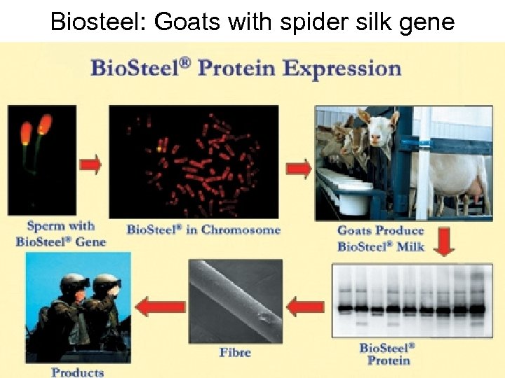 Biosteel: Goats with spider silk gene • Spider silk is amazingly strong • The