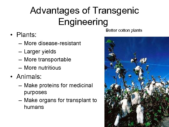 Advantages of Transgenic Engineering • Plants: – – More disease-resistant Larger yields More transportable