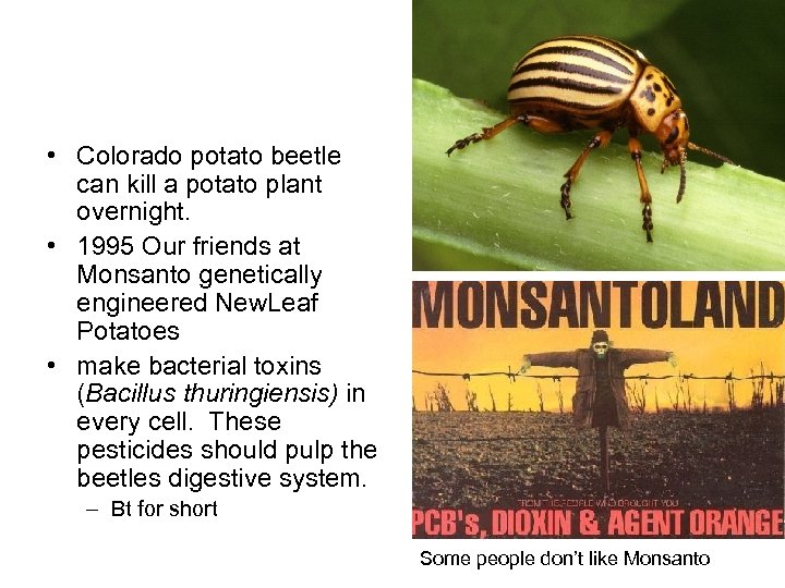  • Colorado potato beetle can kill a potato plant overnight. • 1995 Our