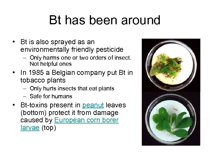 Bt has been around • Bt is also sprayed as an environmentally friendly pesticide