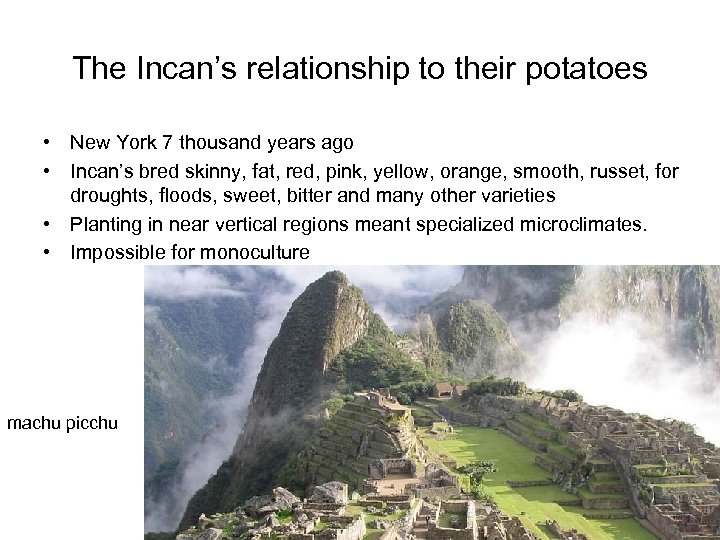 The Incan’s relationship to their potatoes • New York 7 thousand years ago •
