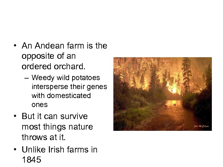  • An Andean farm is the opposite of an ordered orchard. – Weedy