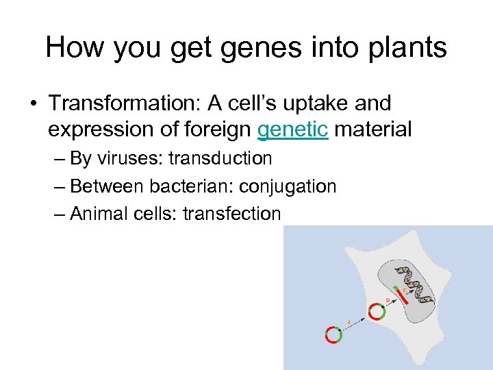 How you get genes into plants • Transformation: A cell’s uptake and expression of