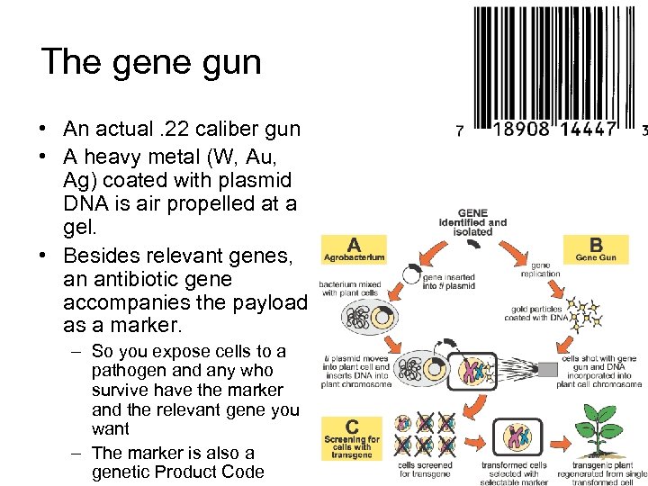 The gene gun • An actual. 22 caliber gun • A heavy metal (W,