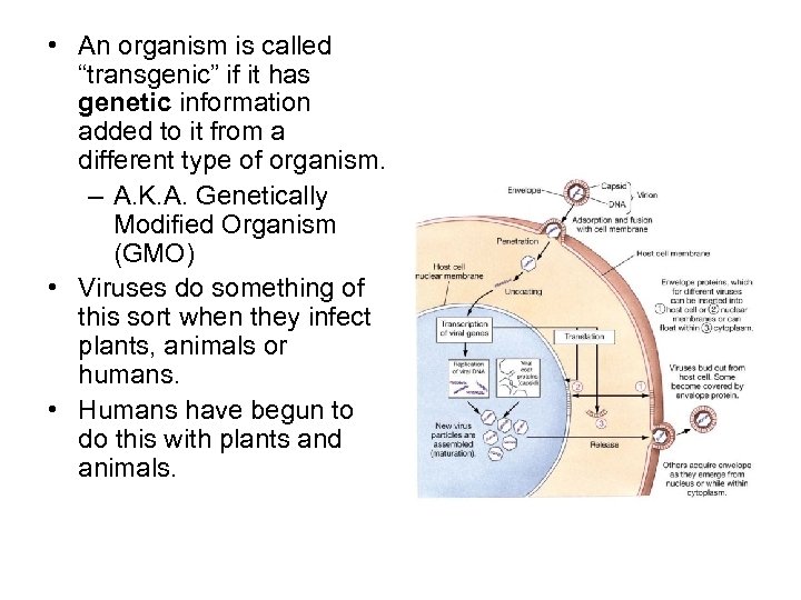  • An organism is called “transgenic” if it has genetic information added to