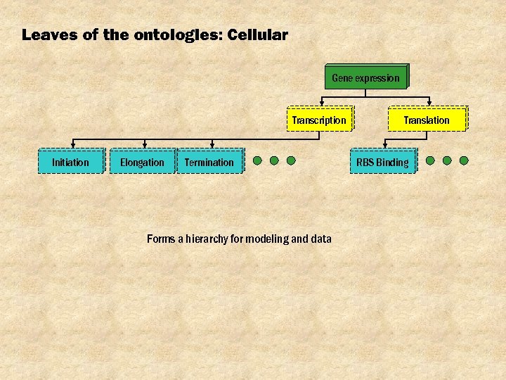 Leaves of the ontologies: Cellular Gene expression Transcription Initiation Elongation Termination Forms a hierarchy