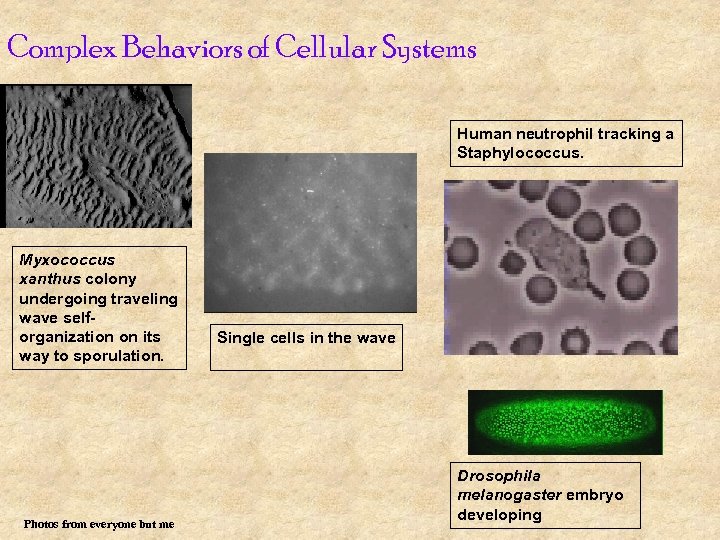 Complex Behaviors of Cellular Systems Human neutrophil tracking a Staphylococcus. Myxococcus xanthus colony undergoing