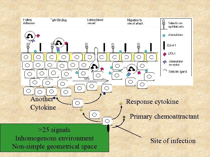 Another Cytokine Response cytokine Primary chemoattractant >25 signals Inhomogenous environment Non-simple geometrical space Site