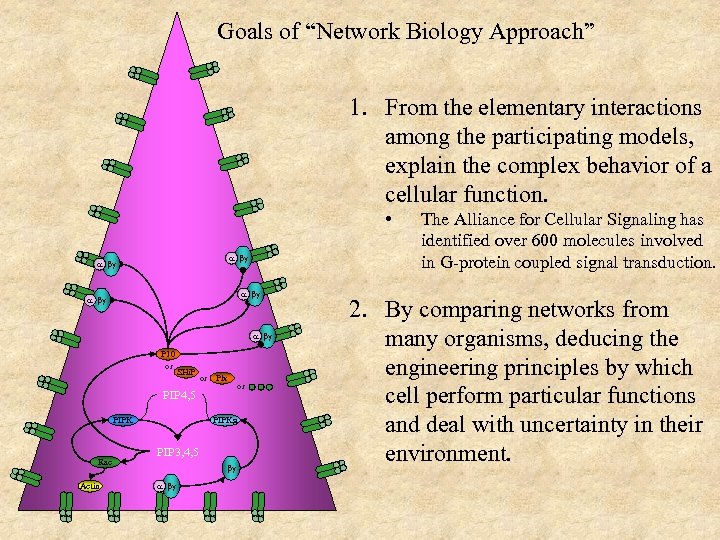 Goals of “Network Biology Approach” 1. From the elementary interactions among the participating models,