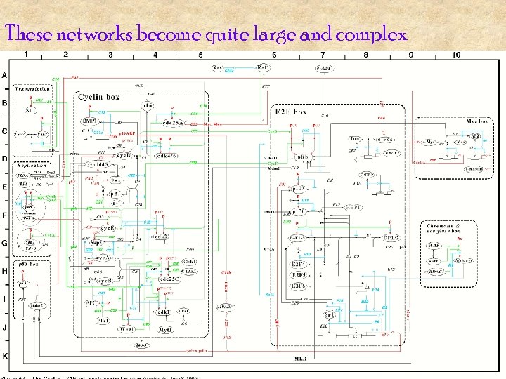 These networks become quite large and complex 