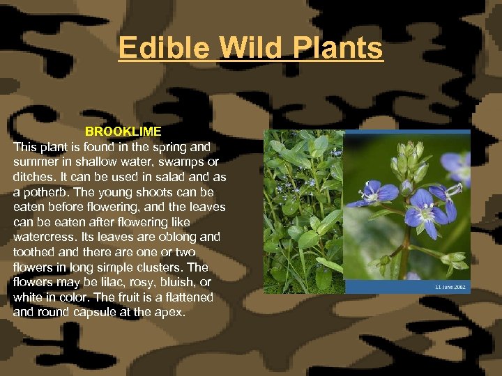Edible Wild Plants BROOKLIME This plant is found in the spring and summer in