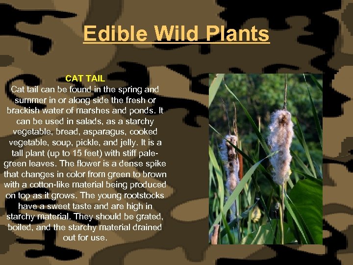 Edible Wild Plants CAT TAIL Cat tail can be found in the spring and
