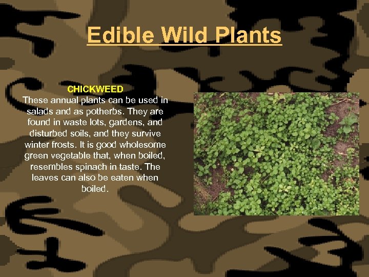 Edible Wild Plants CHICKWEED These annual plants can be used in salads and as