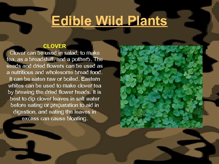 Edible Wild Plants CLOVER Clover can be used in salad, to make tea, as