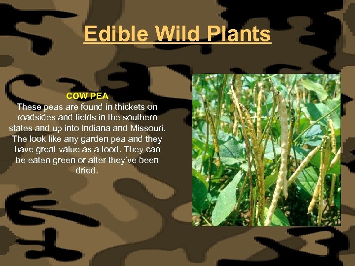 Edible Wild Plants COW PEA These peas are found in thickets on roadsides and