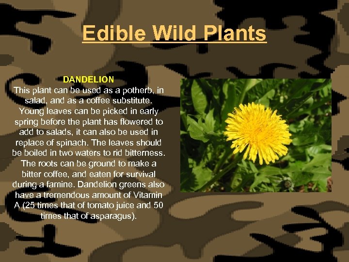 Edible Wild Plants DANDELION This plant can be used as a potherb, in salad,