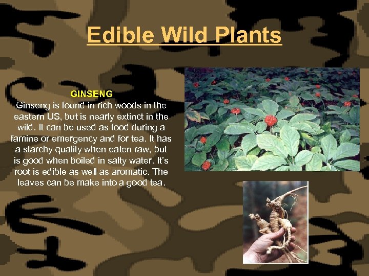 Edible Wild Plants GINSENG Ginseng is found in rich woods in the eastern US,