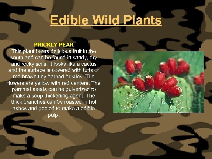 Edible Wild Plants PRICKLY PEAR This plant bears delicious fruit in the south and