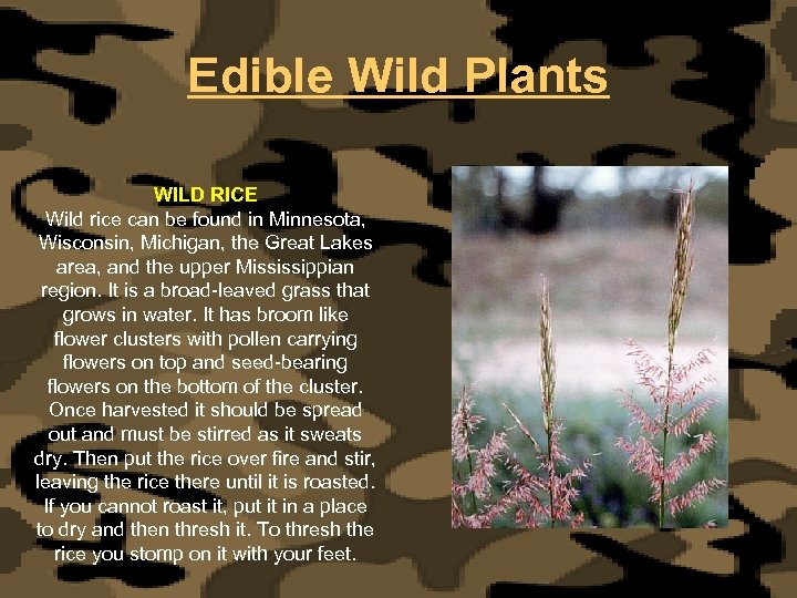 Edible Wild Plants WILD RICE Wild rice can be found in Minnesota, Wisconsin, Michigan,