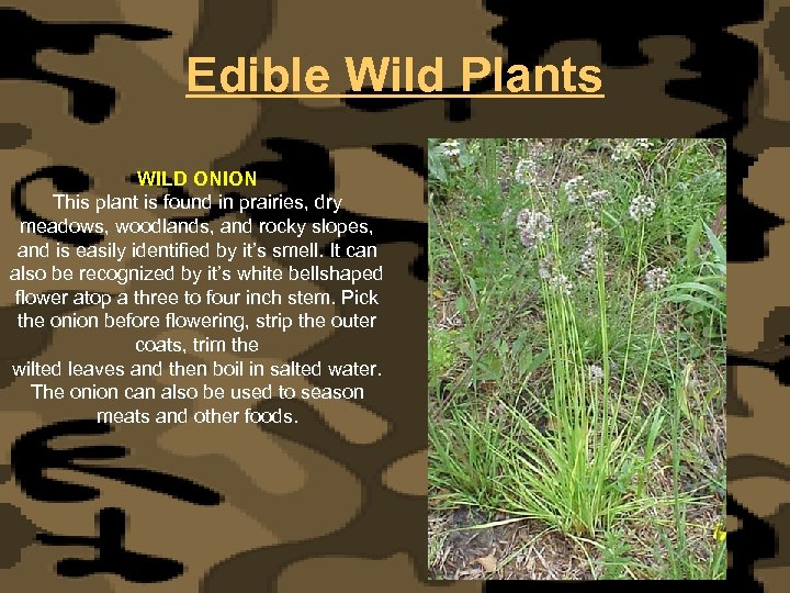 Edible Wild Plants WILD ONION This plant is found in prairies, dry meadows, woodlands,