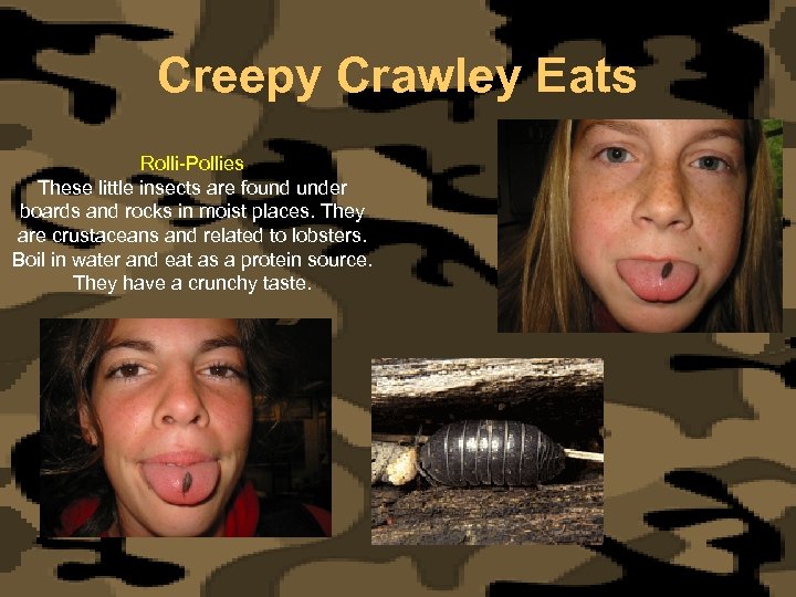 Creepy Crawley Eats Rolli-Pollies These little insects are found under boards and rocks in