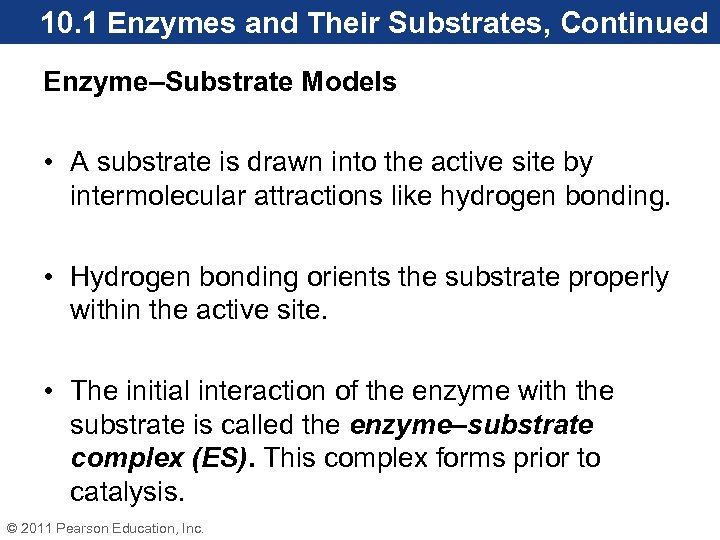 10. 1 Enzymes and Their Substrates, Continued Enzyme–Substrate Models • A substrate is drawn