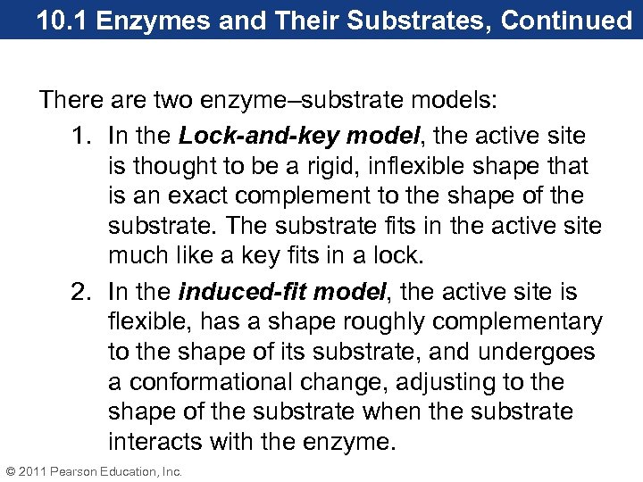 10. 1 Enzymes and Their Substrates, Continued There are two enzyme–substrate models: 1. In