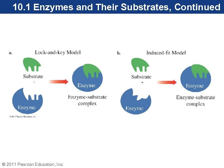10. 1 Enzymes and Their Substrates, Continued © 2011 Pearson Education, Inc. 