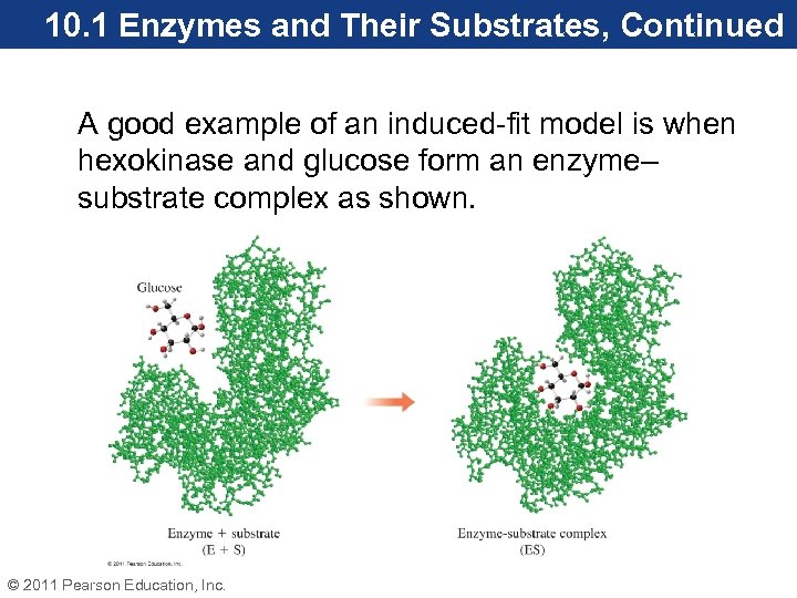 10. 1 Enzymes and Their Substrates, Continued A good example of an induced-fit model