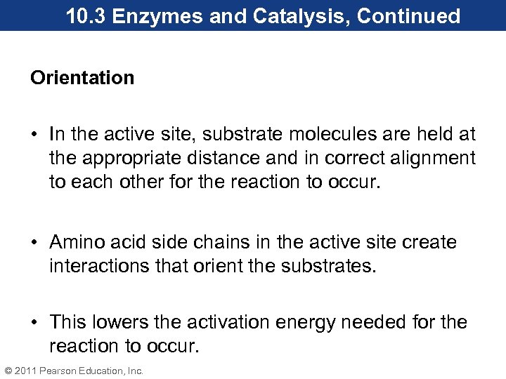 10. 3 Enzymes and Catalysis, Continued Orientation • In the active site, substrate molecules