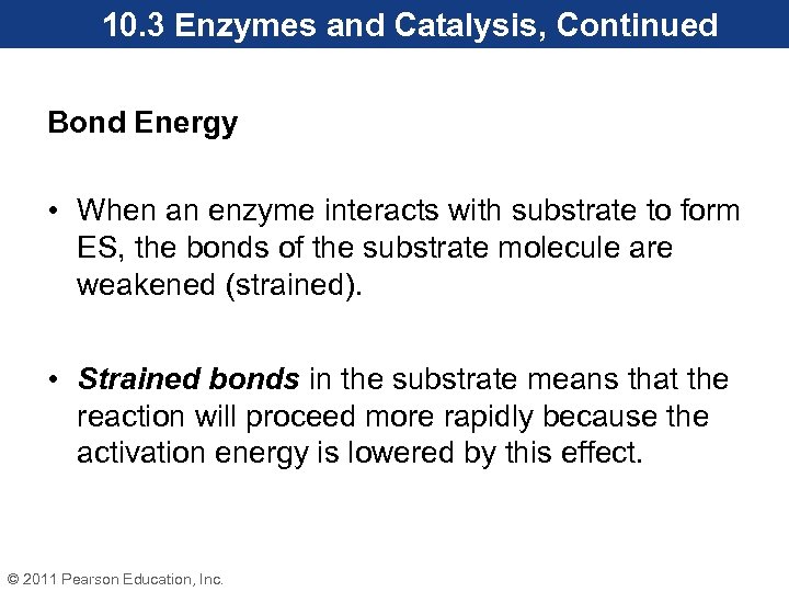 10. 3 Enzymes and Catalysis, Continued Bond Energy • When an enzyme interacts with