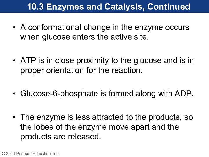 10. 3 Enzymes and Catalysis, Continued • A conformational change in the enzyme occurs