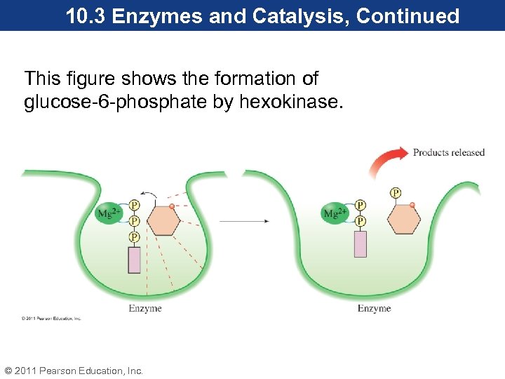 10. 3 Enzymes and Catalysis, Continued This figure shows the formation of glucose-6 -phosphate
