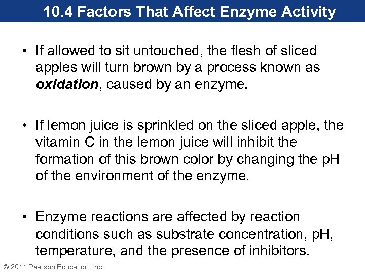 10. 4 Factors That Affect Enzyme Activity • If allowed to sit untouched, the